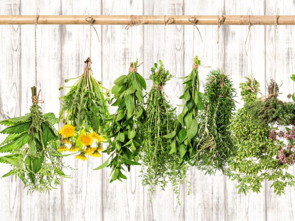 očista těla -jarní byliny